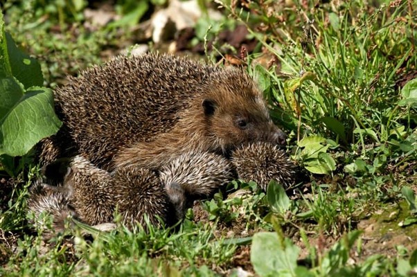 Hedgehogs Can't Swim: March 2022